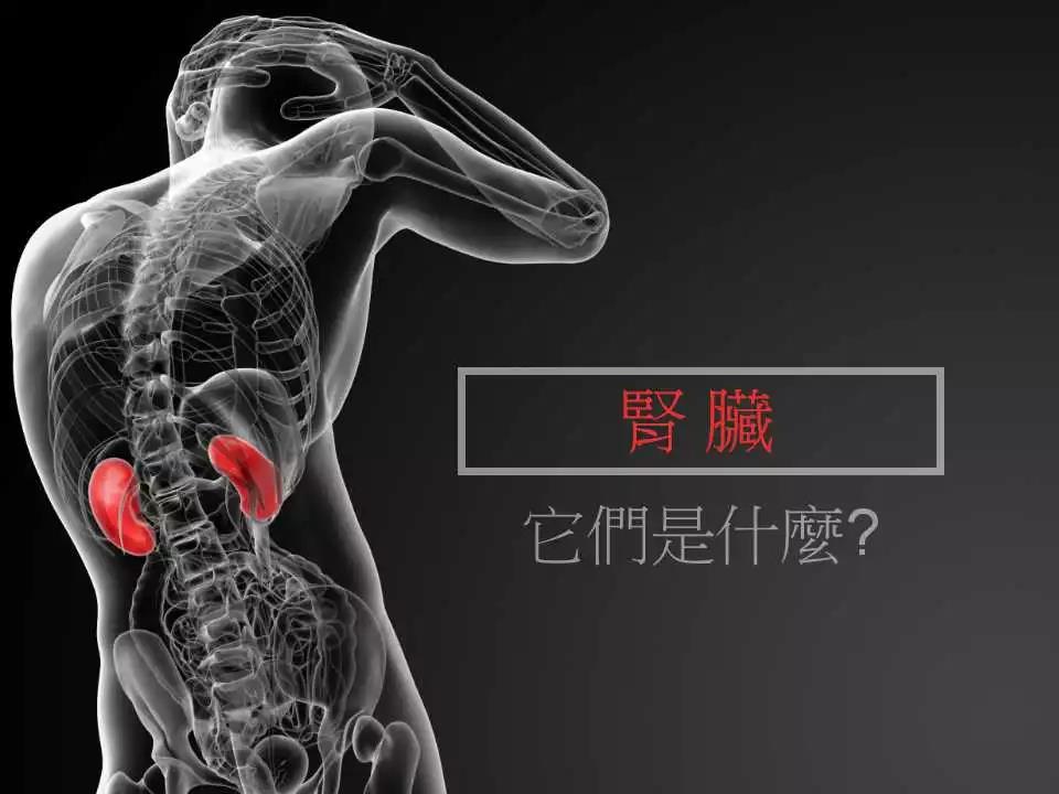 您了解腎臟嗎?